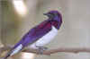 oiseau_exotique.jpg (72608 bytes)